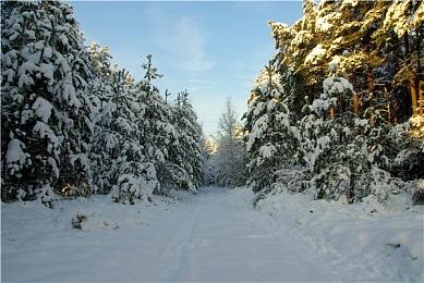可爱动物+随机脸游？《动物防守vs》一探究竟